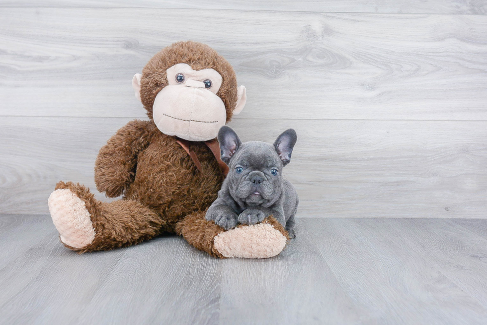 French Bulldog Puppy for Adoption