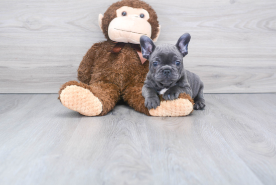 Best French Bulldog Baby