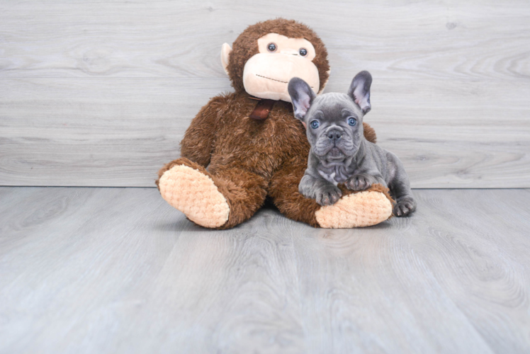 French Bulldog Pup Being Cute