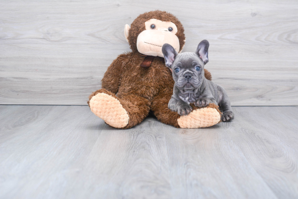 French Bulldog Pup Being Cute