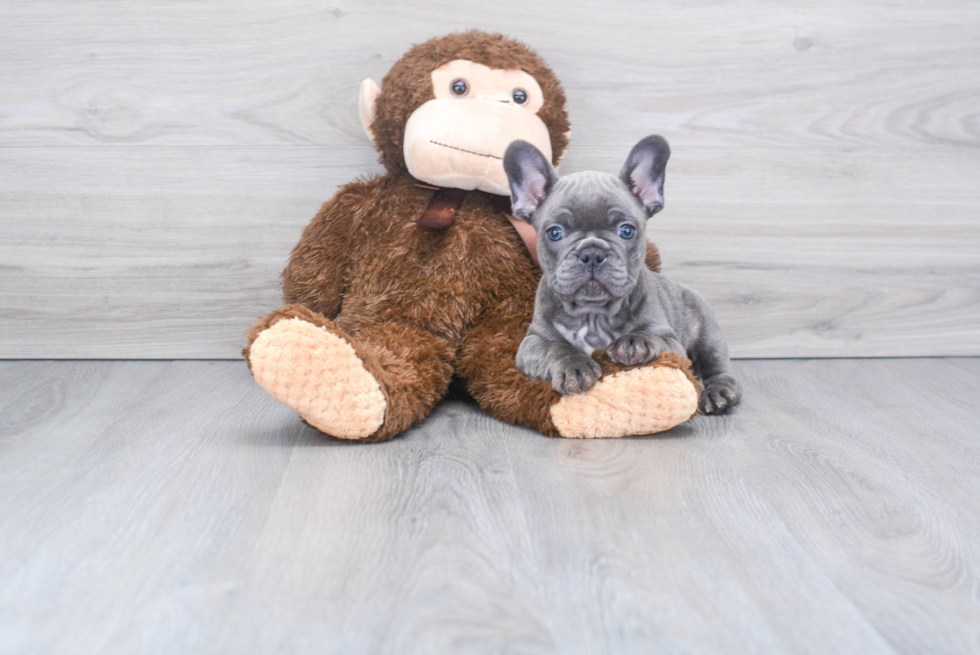 Energetic Frenchie Purebred Puppy