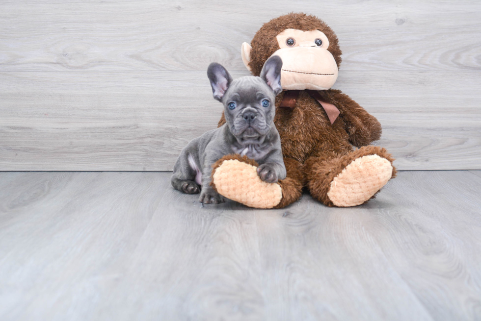 French Bulldog Puppy for Adoption
