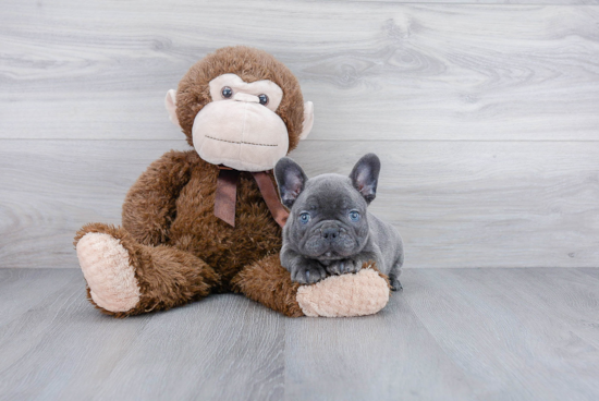 Small French Bulldog Baby