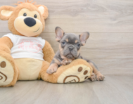 7 week old French Bulldog Puppy For Sale - Premier Pups
