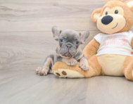 7 week old French Bulldog Puppy For Sale - Premier Pups