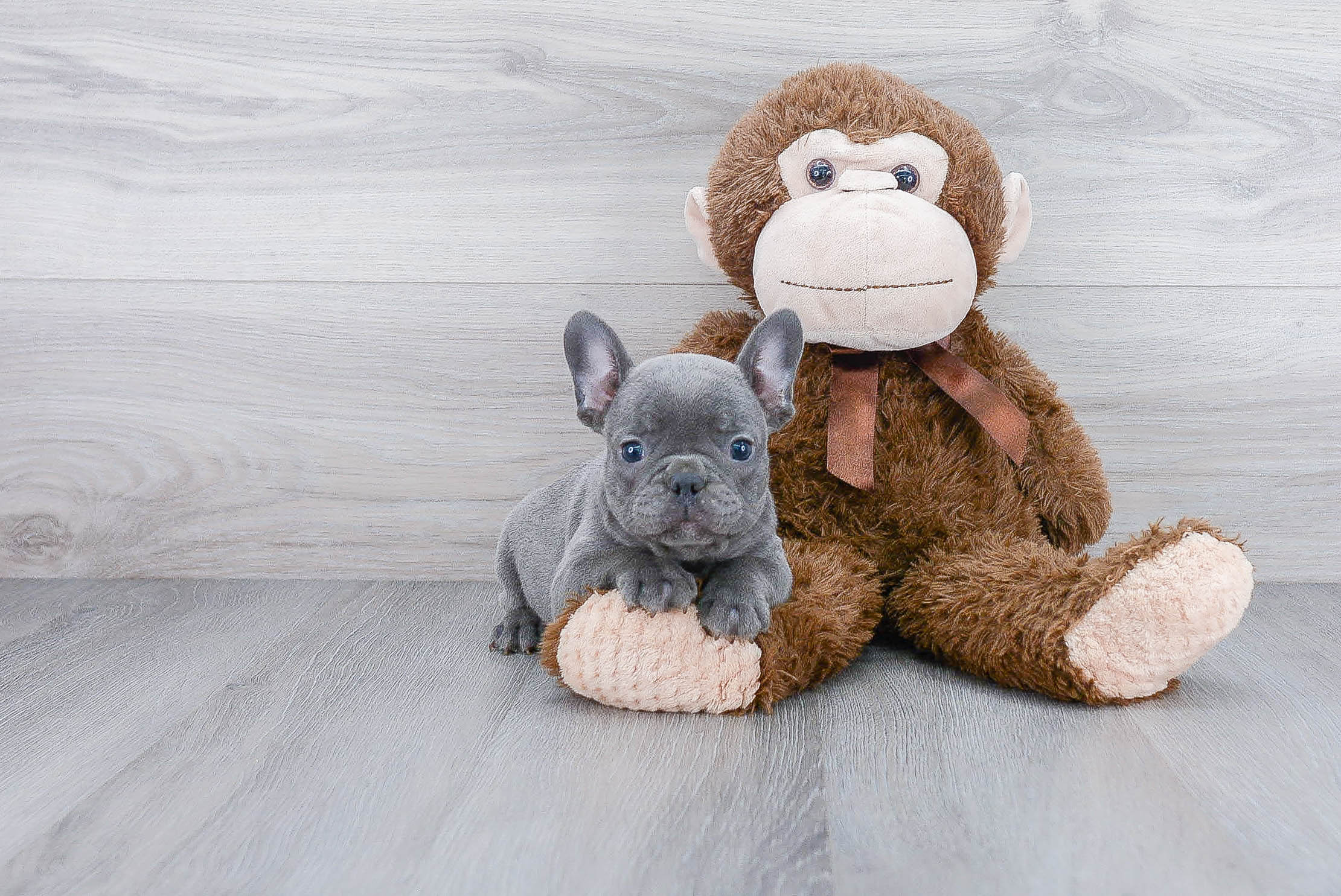 Hypoallergenic French Bulldog Baby