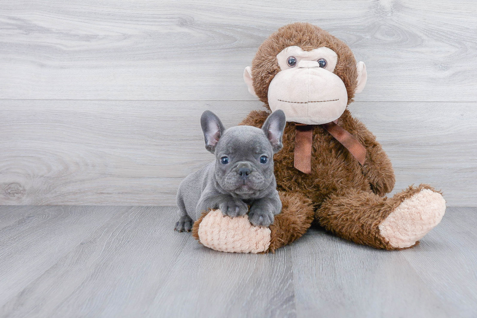 Hypoallergenic French Bulldog Baby