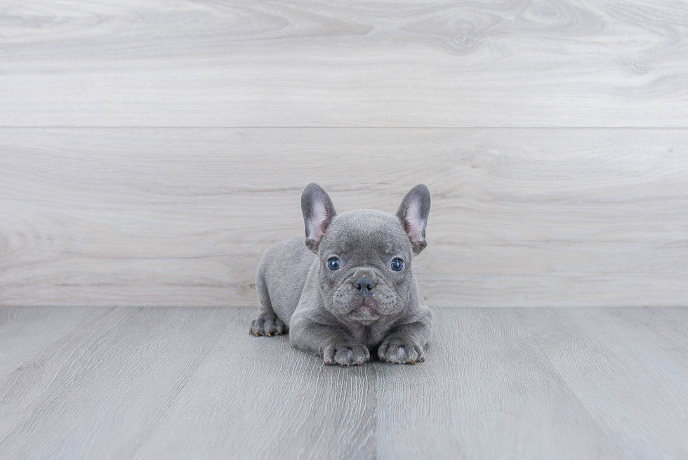 Friendly French Bulldog Purebred Pup