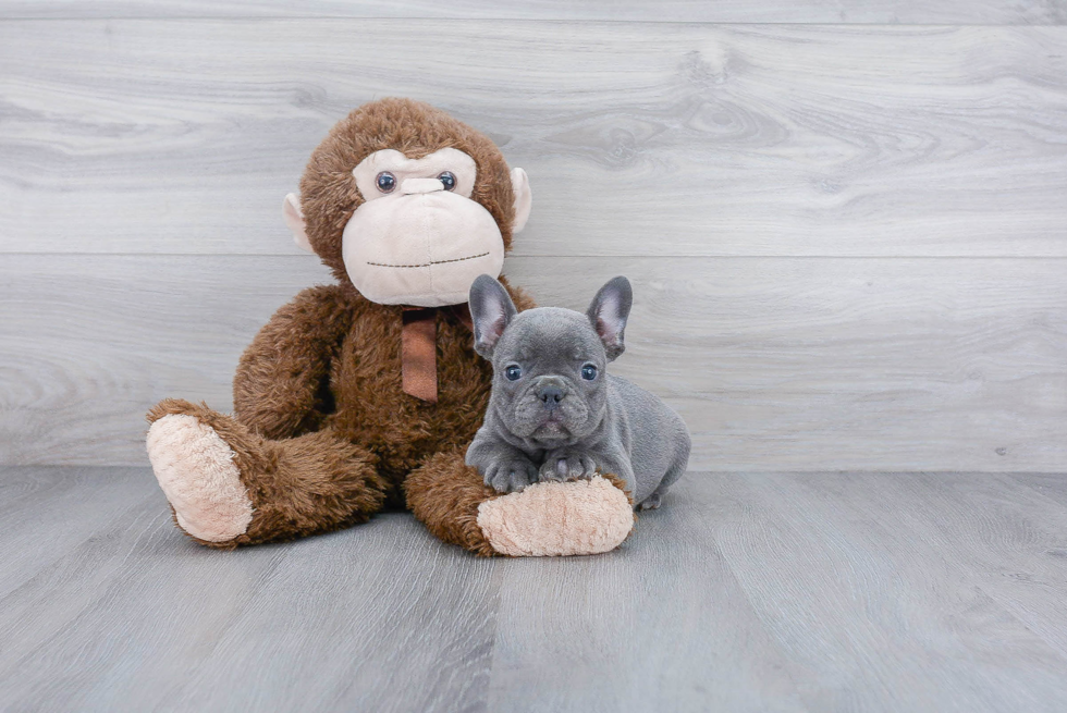 French Bulldog Puppy for Adoption