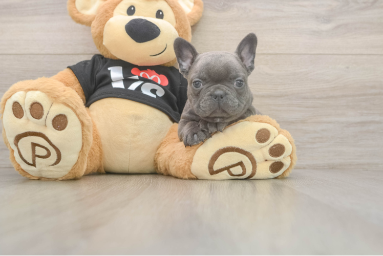 Playful French Bulldog Purebred Pup