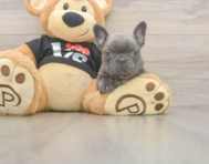 6 week old French Bulldog Puppy For Sale - Premier Pups