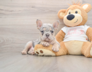 7 week old French Bulldog Puppy For Sale - Premier Pups