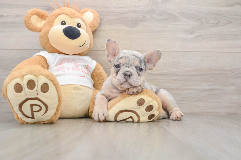 Energetic Frenchie Purebred Puppy