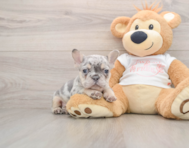 7 week old French Bulldog Puppy For Sale - Premier Pups