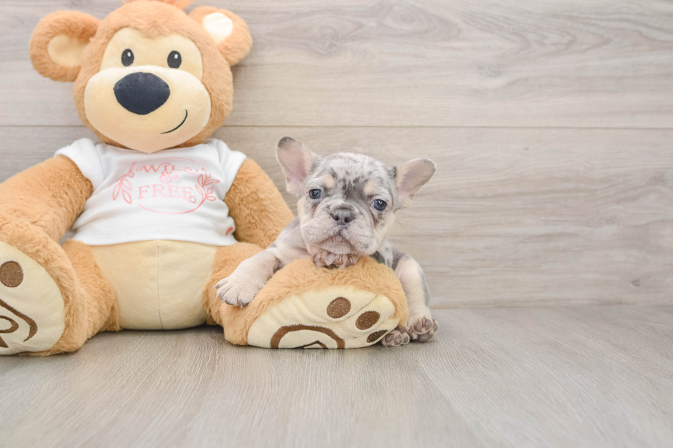 Little French Bulldog Purebred Pup