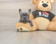 6 week old French Bulldog Puppy For Sale - Premier Pups