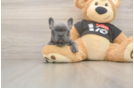 Funny French Bulldog Baby