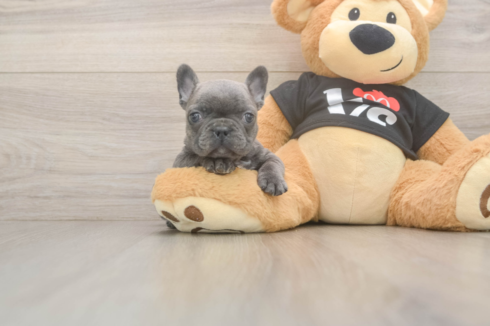 Funny French Bulldog Baby