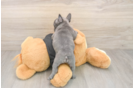 Small French Bulldog Purebred Pup
