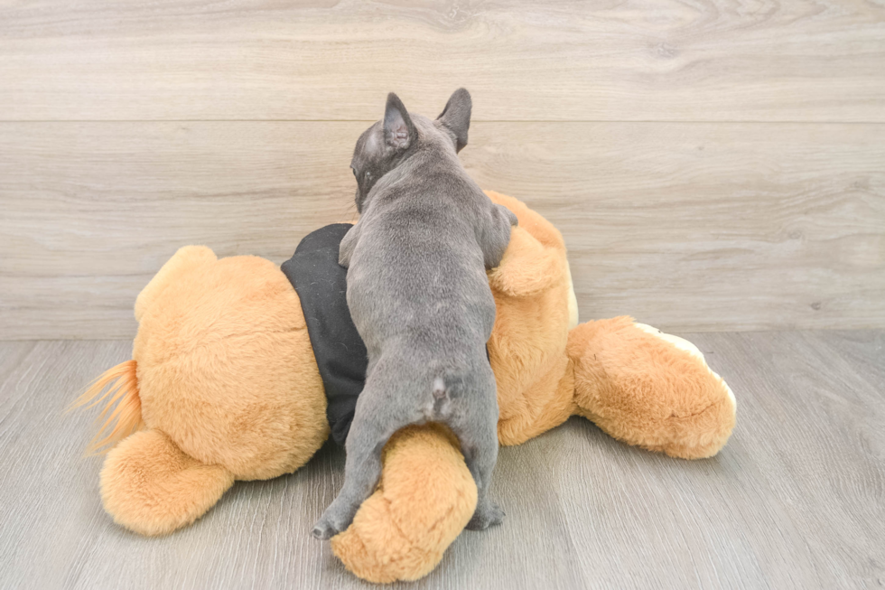 Small French Bulldog Purebred Pup