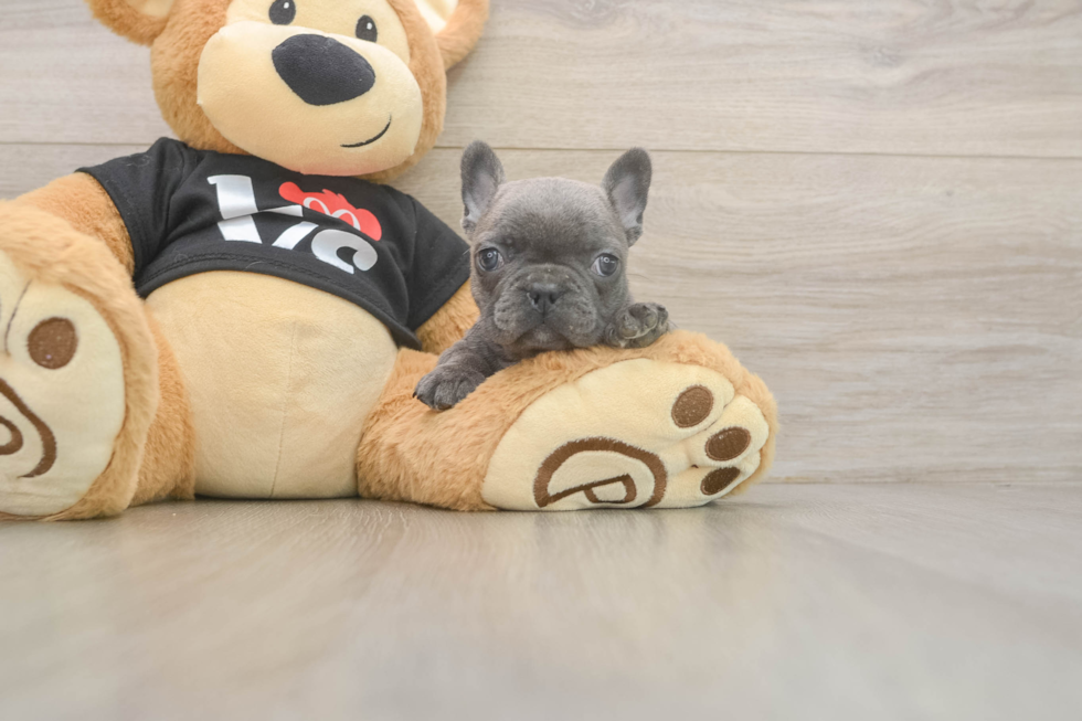 Akc Registered French Bulldog Purebred Pup