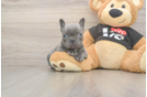 French Bulldog Puppy for Adoption
