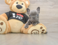 6 week old French Bulldog Puppy For Sale - Premier Pups