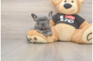 French Bulldog Puppy for Adoption