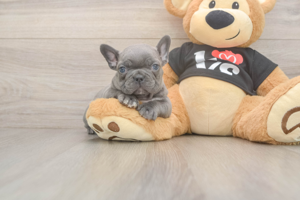 French Bulldog Puppy for Adoption