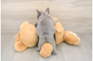 French Bulldog Pup Being Cute