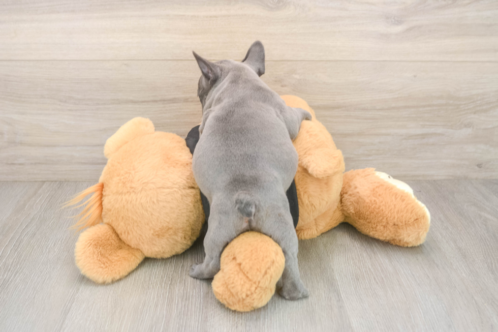 French Bulldog Pup Being Cute