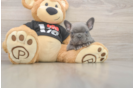 Friendly French Bulldog Purebred Pup