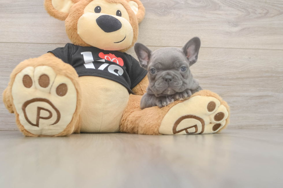 Friendly French Bulldog Purebred Pup