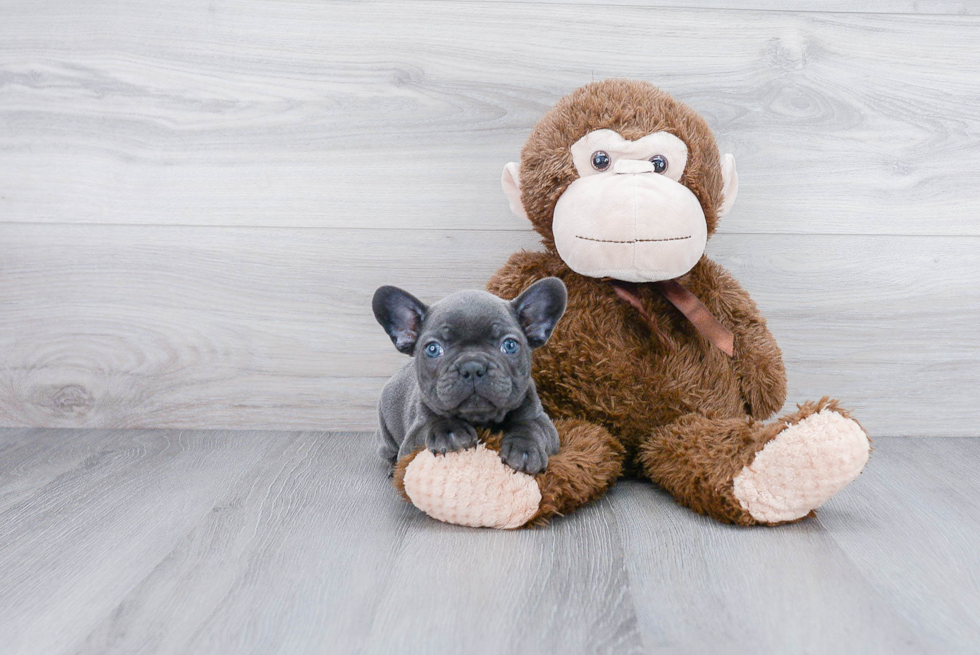 Friendly French Bulldog Purebred Pup