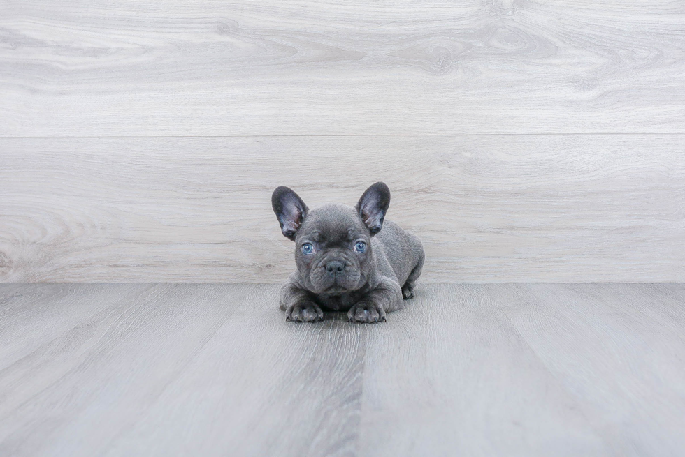 French Bulldog Puppy for Adoption