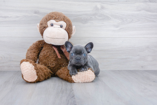 French Bulldog Pup Being Cute