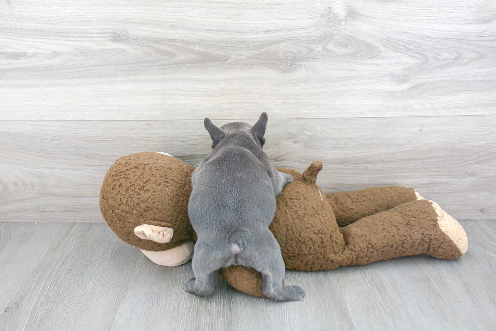 Playful French Bulldog Purebred Pup