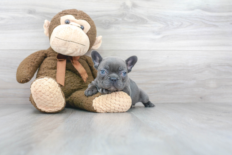 French Bulldog Pup Being Cute