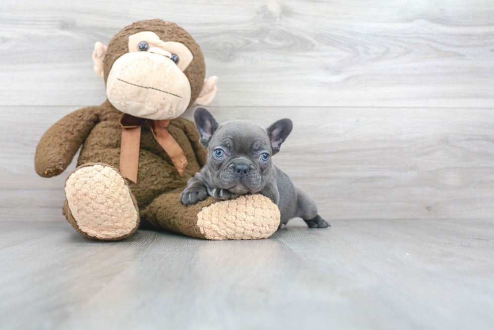 French Bulldog Pup Being Cute
