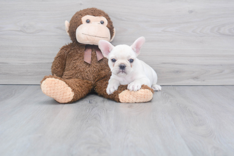 French Bulldog Puppy for Adoption