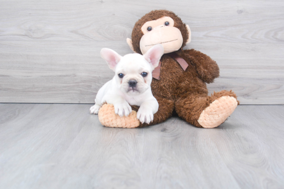 Petite Frenchie Purebred Puppy