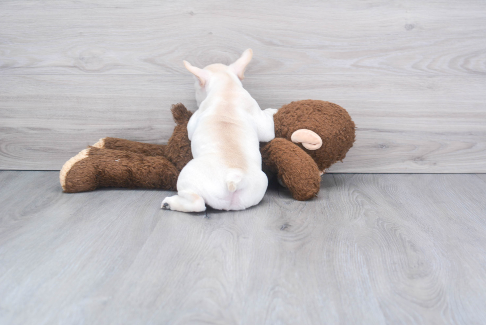 French Bulldog Pup Being Cute
