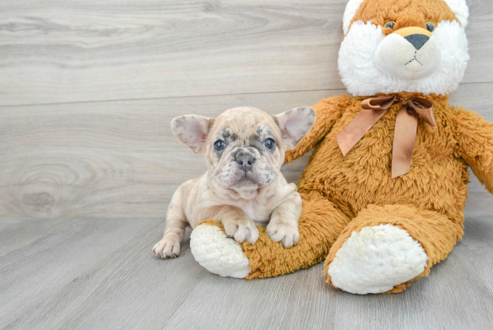 Sweet Frenchie Purebred Puppy