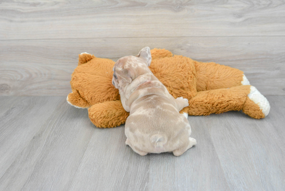 Sweet Frenchie Purebred Puppy