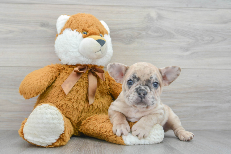 Cute Frenchie Purebred Puppy