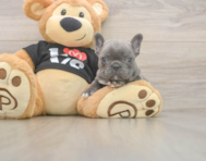 7 week old French Bulldog Puppy For Sale - Premier Pups