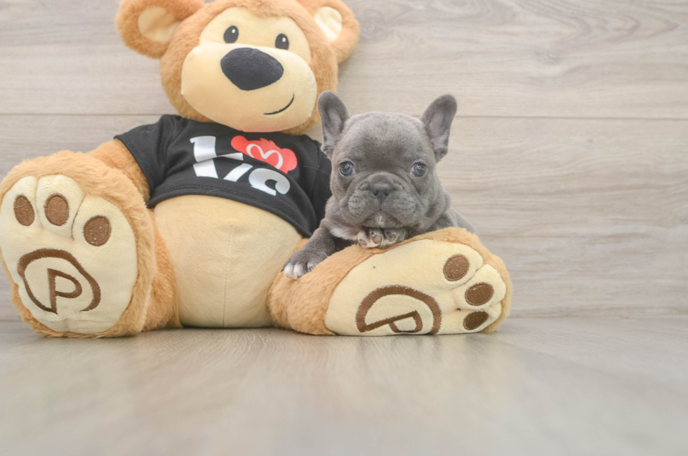 7 week old French Bulldog Puppy For Sale - Premier Pups