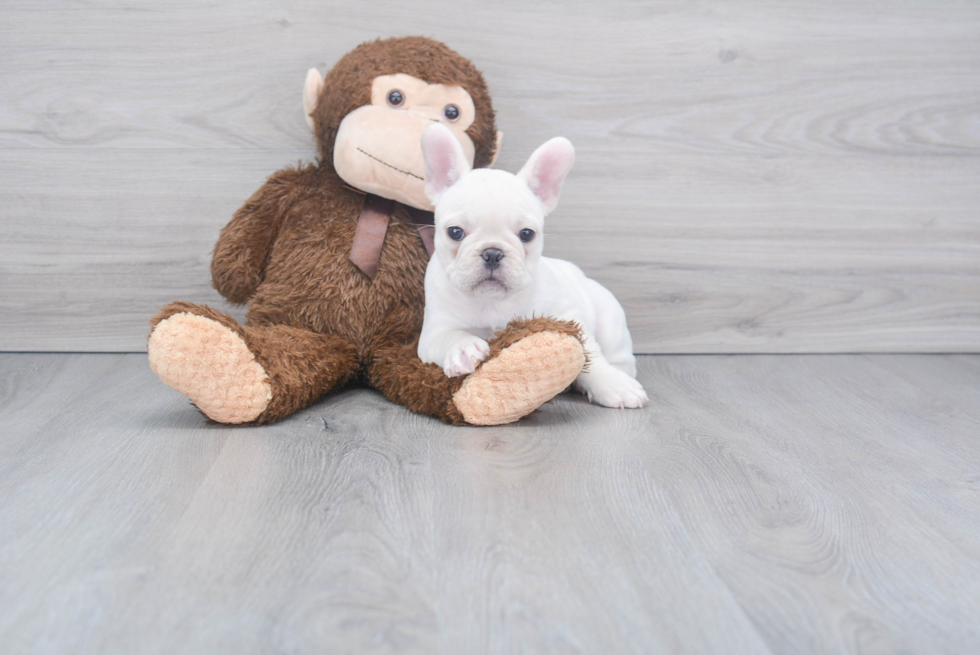 Sweet Frenchie Purebred Puppy