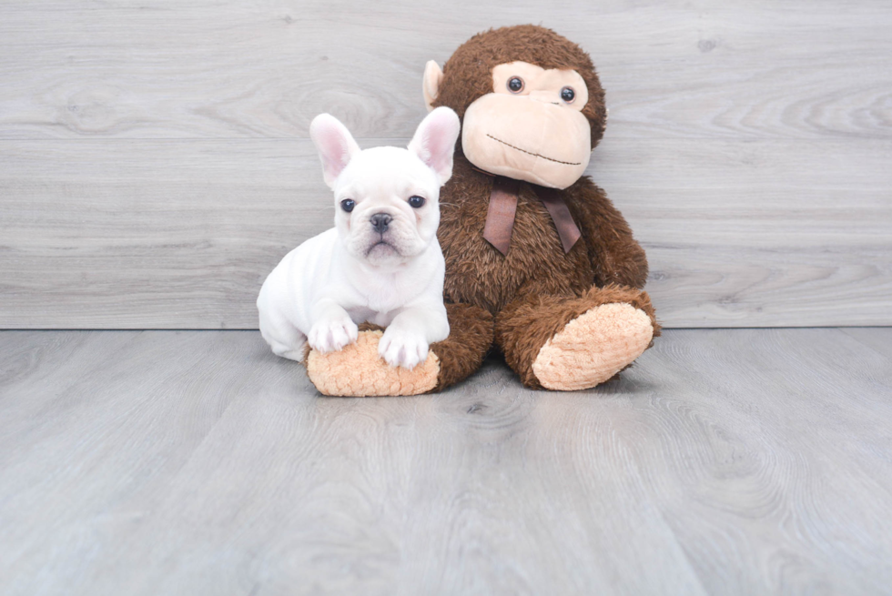 Funny French Bulldog Purebred Pup