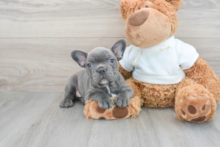 Playful French Bulldog Purebred Pup